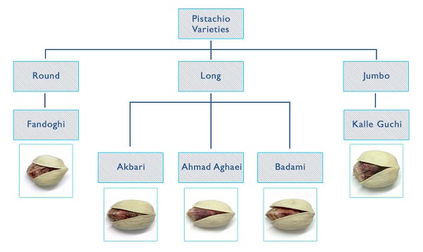 تقسیم بندی پسته